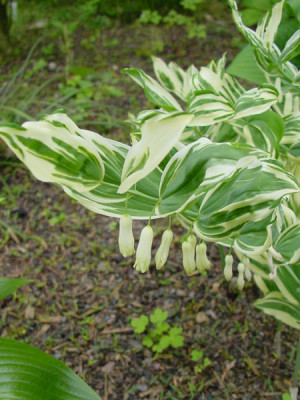 polygonatum_striatum2.jpg