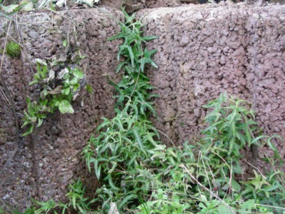 Hangflorsteine_mit_kleinem_Efeu_DSCN5115.jpg