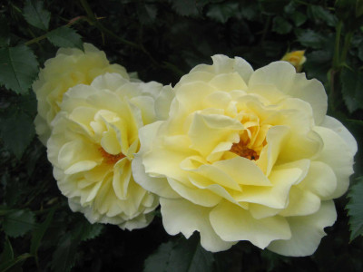 leverkusbluet0000.jpg