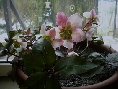 helleborus_ruby_glow.jpg