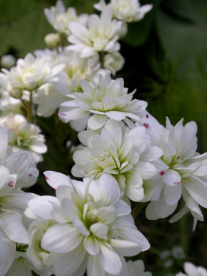 Saxifraga_granulata_Flore_Pleno.jpg