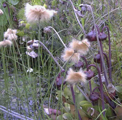 Eriophorum_russeolumRimg0374.JPG