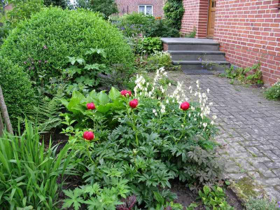 Vorgarten_links_2l_Fruhjahr_Gartenpur.jpg