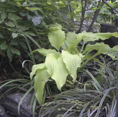 Hosta_OphirRimg0385.JPG