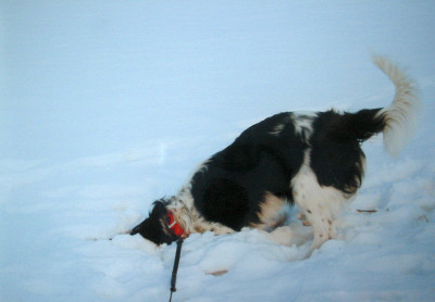 Schneeschnorchler_Dickie.jpg
