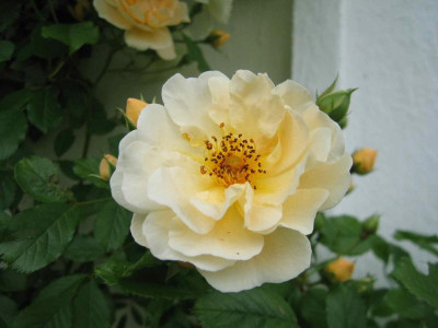 goldfibluete00009.jpg