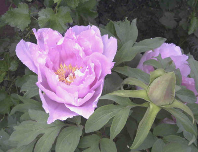 Paeonia_Hana_KisoiRimg0372.JPG