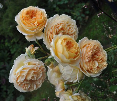 Crown_Princess_Margareta_11__6897.jpg