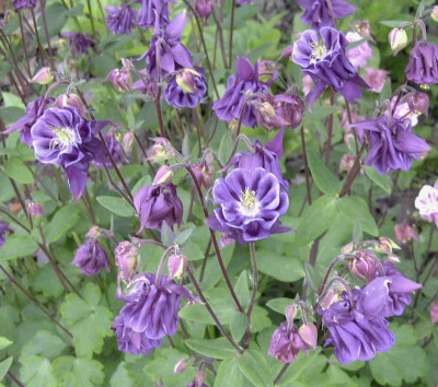 AquilegiaRimg0386.JPG