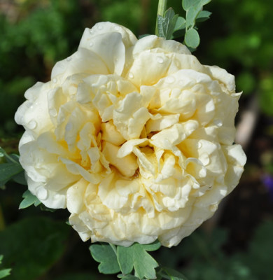 Duchesse_dAuerstadt_11__7820.jpg
