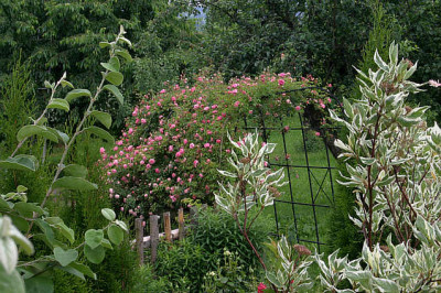 Rose_Paul_Transon0208a.jpg