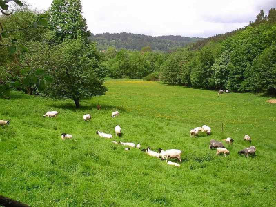 schafchenwiese_sommer.jpg