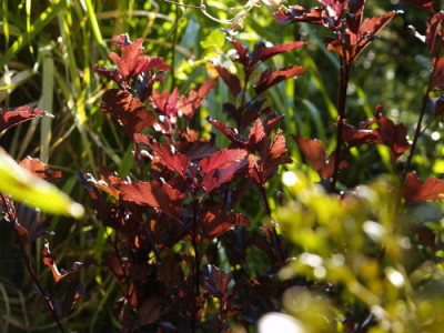 physocarpus_opulifolius_summer_wine_TT.jpg