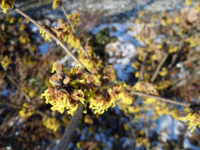 Starkfrost_Feb_2012_bis_-17_003.JPG