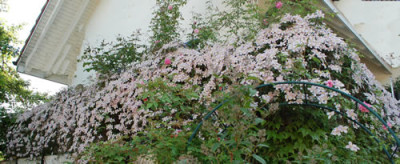 Clematis_Rubens_1_11__S_83938.jpg