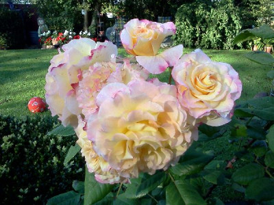 1000_600x600_79KB.jpg