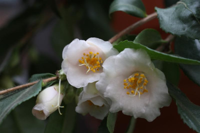 Roseaflora_Cascade_12.02.2012_2_Medium.JPG