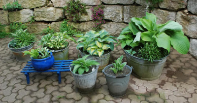 Hostas_10__64803.jpg