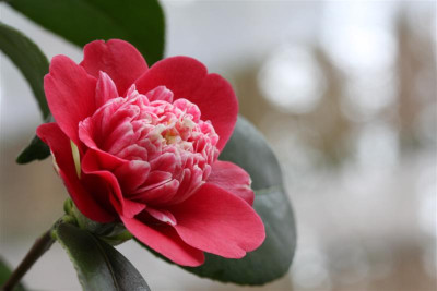 Shikibu_13.02.2012_4_Medium.JPG
