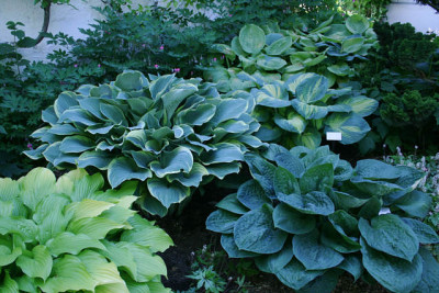 Hosta9511a.jpg