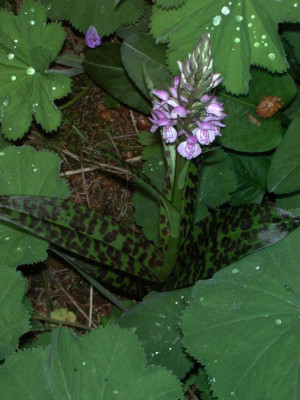 Dactylorhiza_majalis.jpg