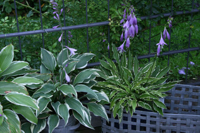 Hosta9611.jpg