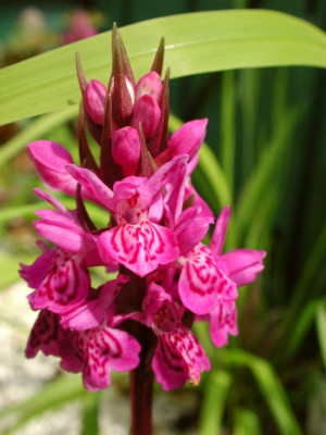 Dactylorhiza_purpurella.jpg