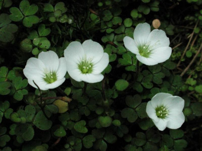 Oxalis_magellanica.jpg