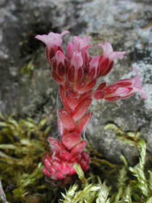 Sedum_pilosum1.jpg