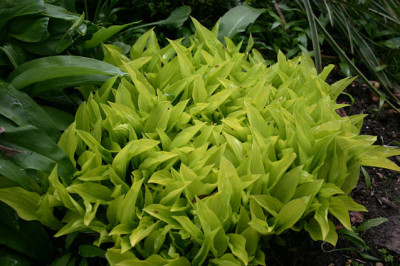 Hosta4208a.jpg