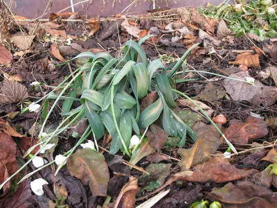 Galanthus_elwesii_15.2.12_ue.jpg