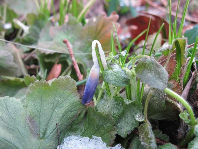 Crocus_tomm_15.2.12_ue.jpg