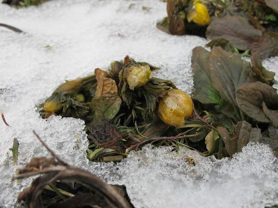 Adonis_am_15.2.12_ue.jpg