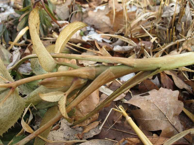 Helleborus_argutifolius15.2.12_ue.jpg