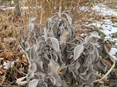 Salvia_off_Crispa_15.2.12_ue.jpg