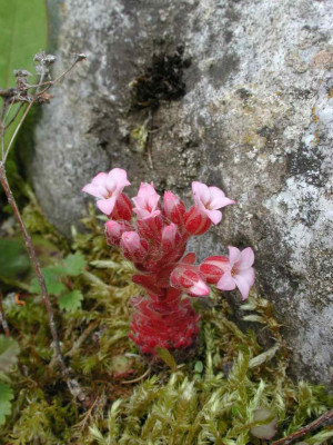 Sedum_pilosum2.jpg
