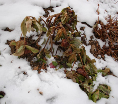 Helleborus_dgef_212__9502.jpg