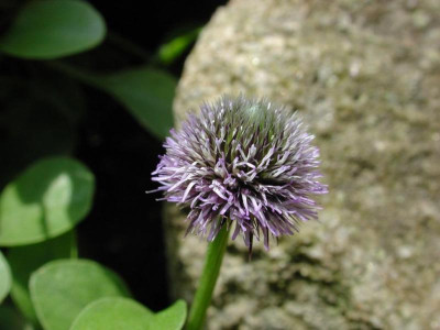 Globularia.jpg