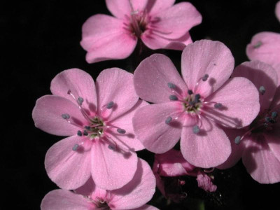 Saponaria_ocymoides.jpg