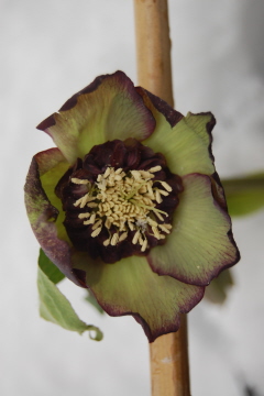 GrueneAnemone.jpg