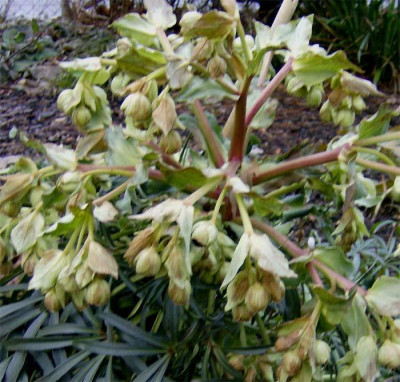 foetidus-150202.jpg