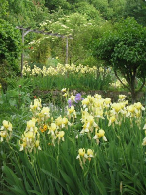 Garten_Iris_20050522.jpg