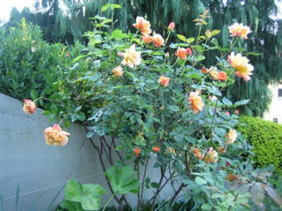 6-mai-2011_034_Smallsmall.jpg