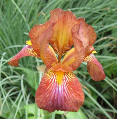 Iris_Disco_Jewel_20050520.jpg