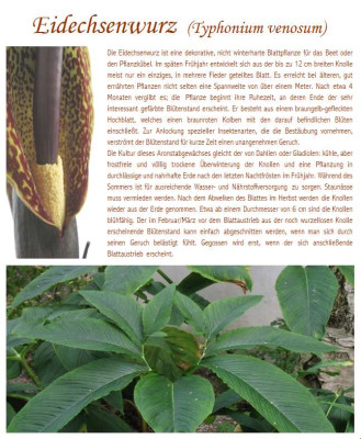 Typhonium_venosum___.jpg