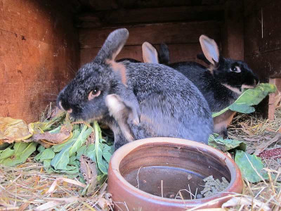 Hasen_16.2.12_ue.jpg
