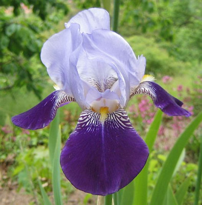 Iris_Rheintraube_20050520.jpg