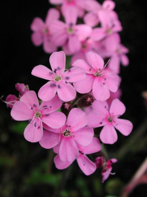 Saponaria_ocymoides1.jpg