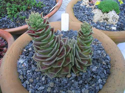 Sedum_sempervivoides_Hortu.jpg