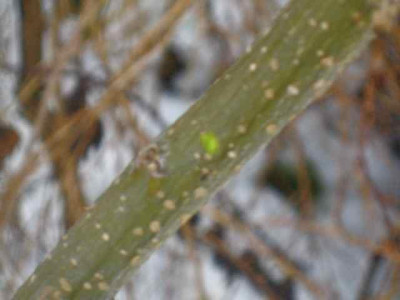 Albizia_Ombrella.jpg